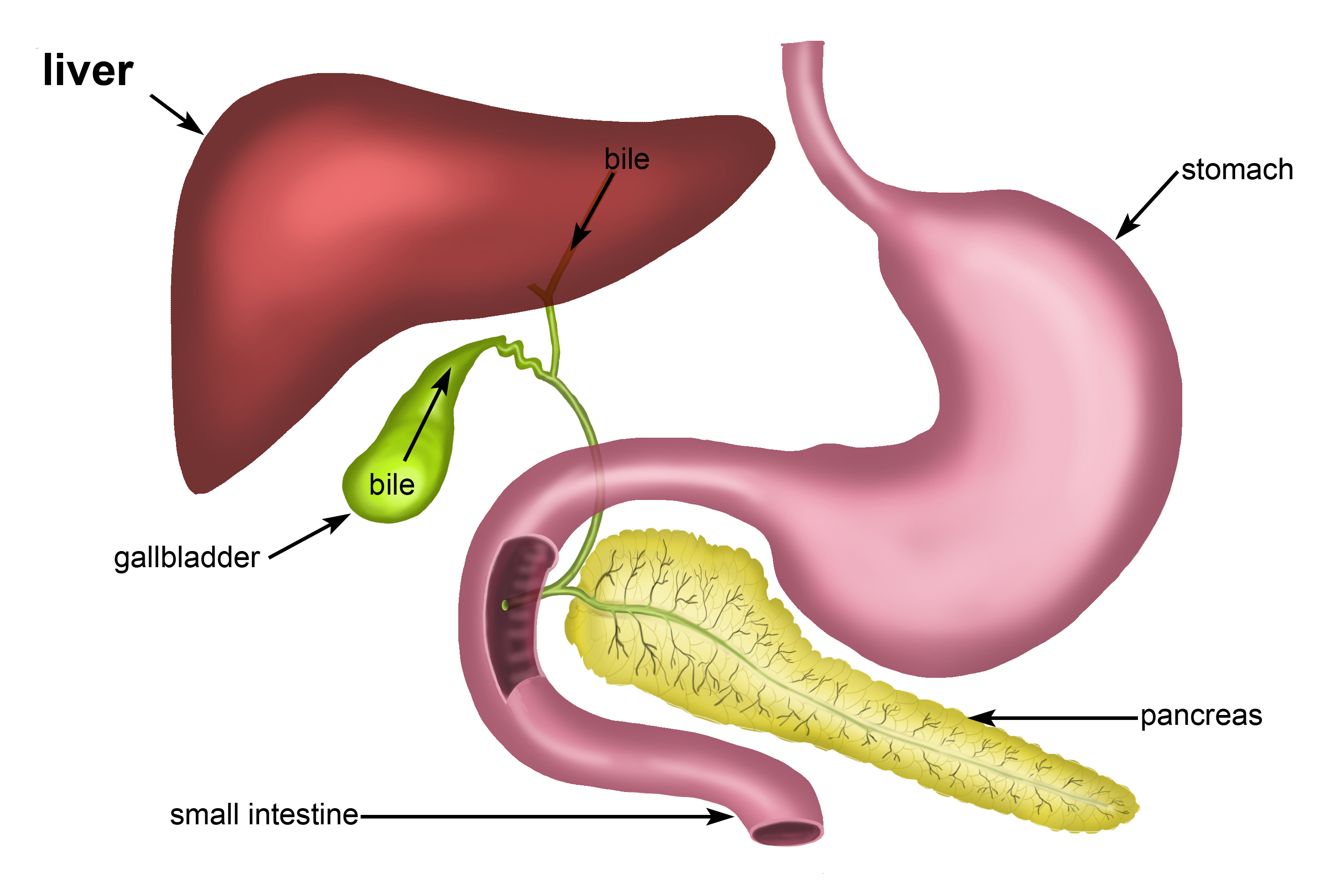 Gallbladder structure